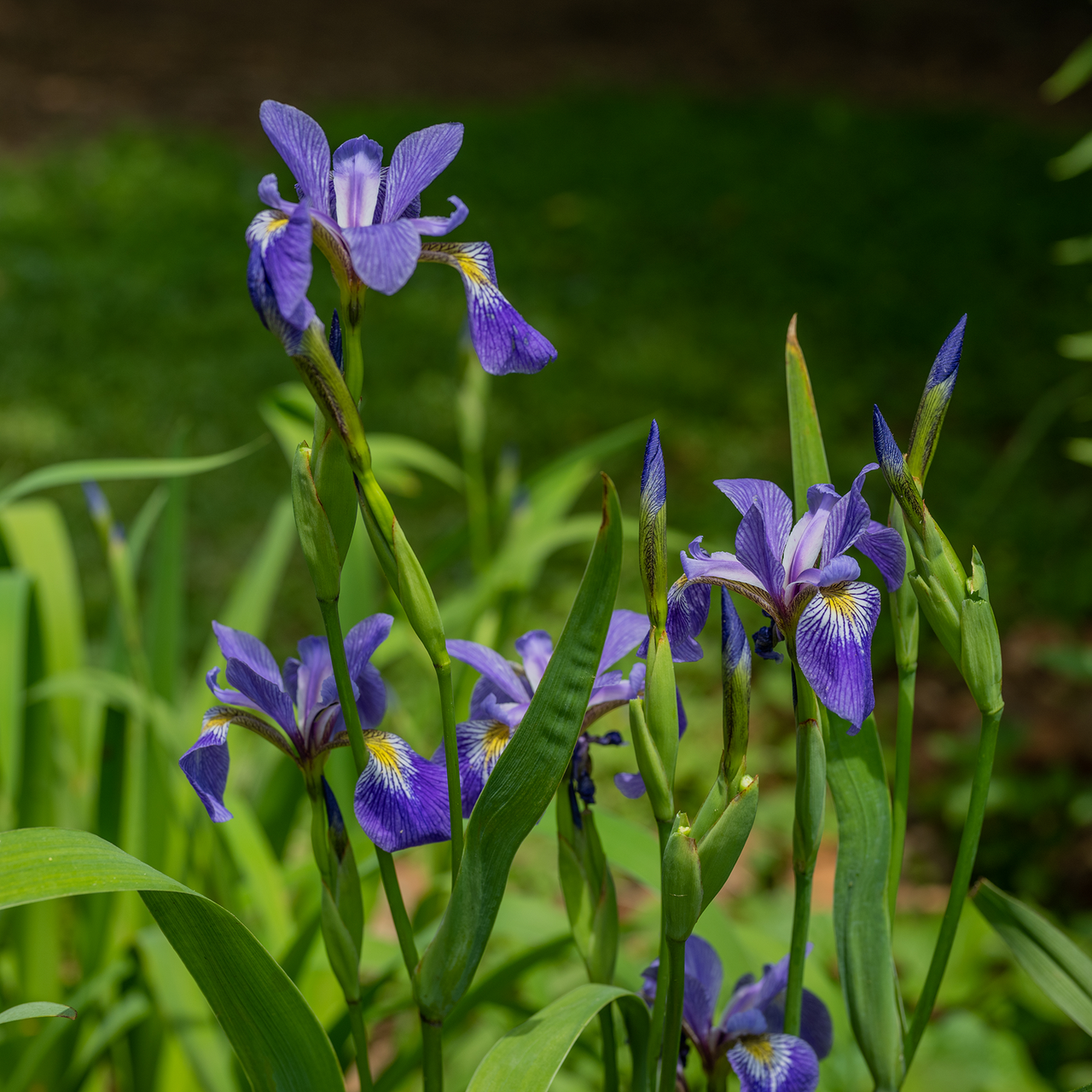 oil painting of beautiful blue iris - IRIS - Digital Art, Flowers, Plants,  & Trees, Flowers, Flowers I-Z, Iris - ArtPal