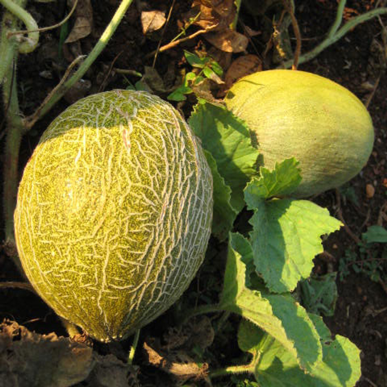Honeydew Green Flesh Melon (Cucumis melo)