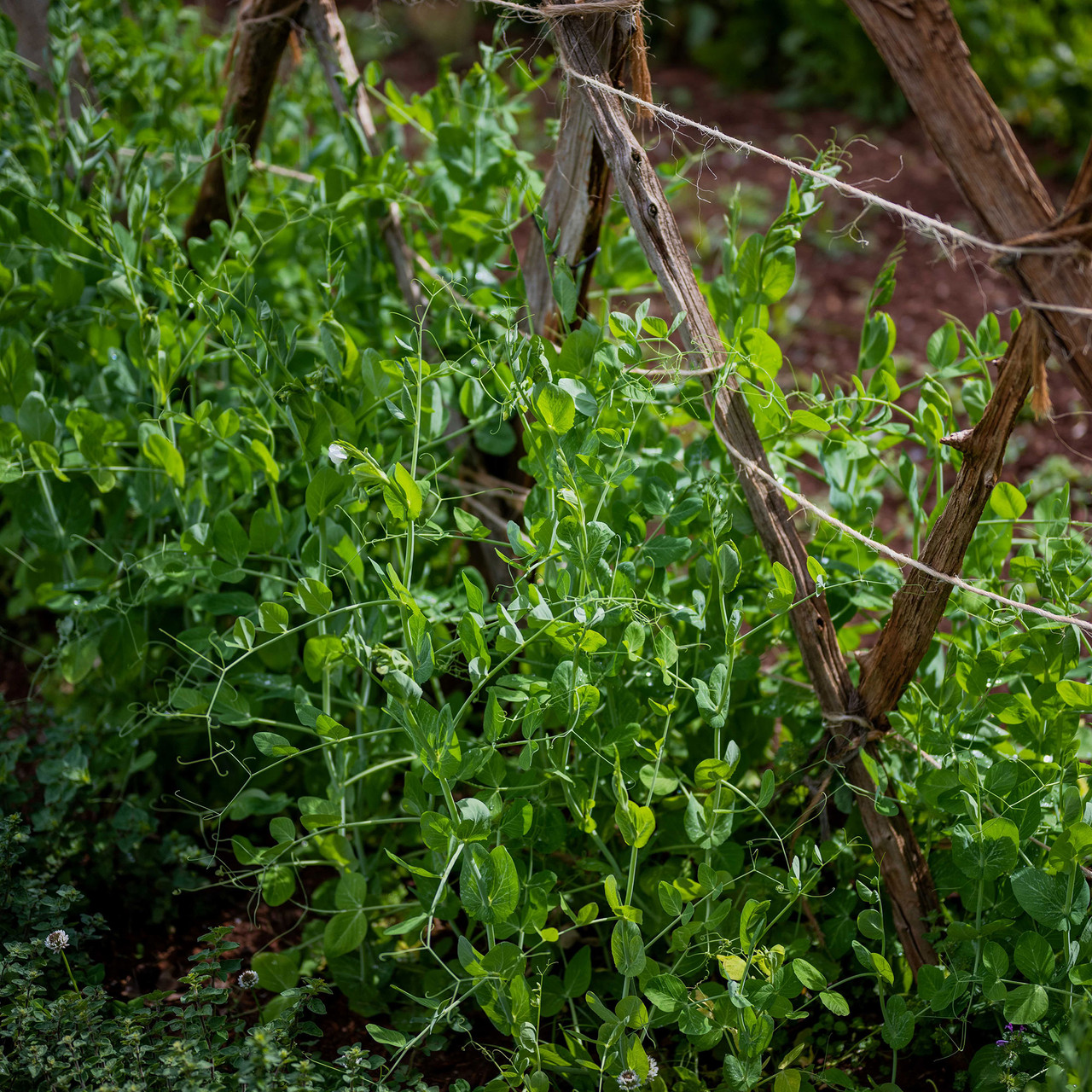 Marrowfat Pea Seeds (Pisum sativum medullare) - Monticello