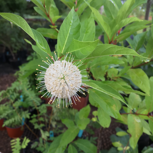 Strawberry Bush (Euonymus americanus) - Monticello Shop