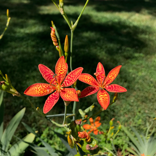 Blackberry Lily (Iris domestica) - Monticello Shop