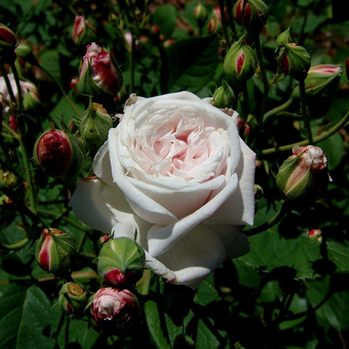 'Zéphirine Drouhin' Bourbon Rose (Rosa cv.) Monticello Shop