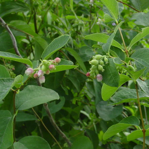 Snowberry - THE GARDEN WEBSITE.COM