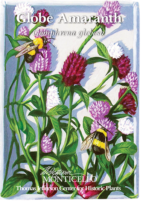 Gomphrena Seeds - Globe Amaranth Flowers - Annual Flower Seeds