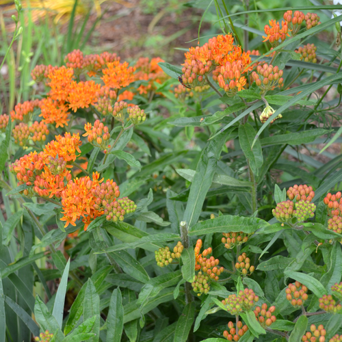 Butterfly Weed Seeds (Asclepias tuberosa) - Monticello Shop