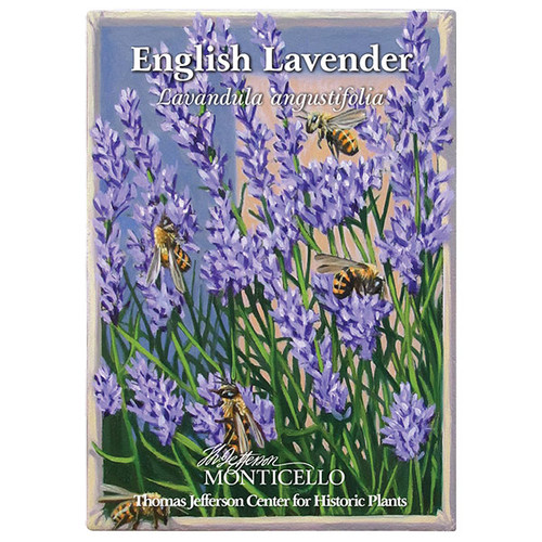 English Lavender Seeds, Lavandula angustifolia Great Lavender for Drie –  Mountainlily Farm