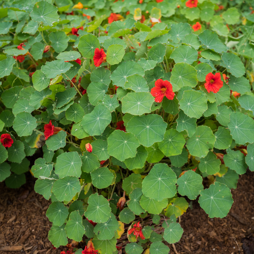  QAUZUY GARDEN 100 pcs Red Nasturtium Seeds, Heirloom  Tropaeolum majus Flower Seeds for Planting Indoor Bonsai and Outdoor Garden  Decor : Patio, Lawn & Garden