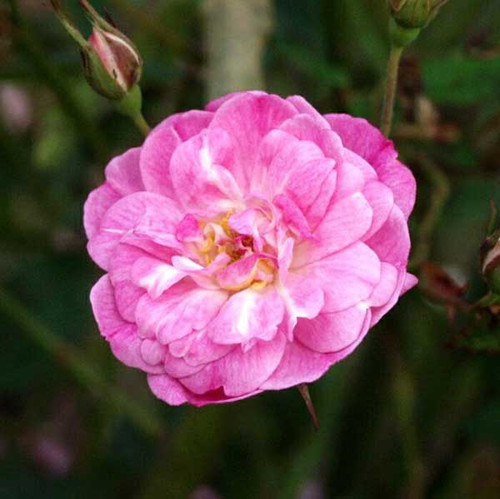 Redoute Red Rose (Rosa cv. Noisette hybrid)