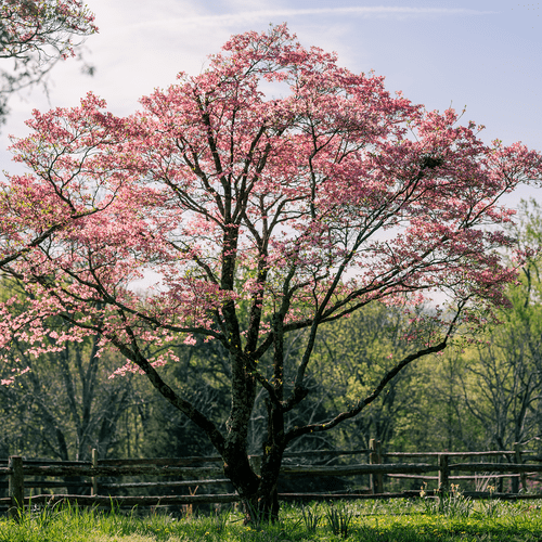 pink flowering dogwood leaf