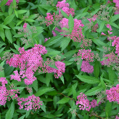 Bare Root Anthony Waterer Spirea - Monticello Shop
