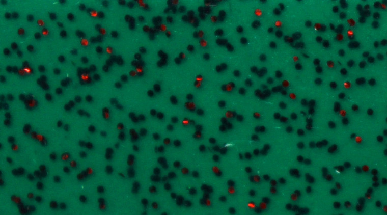 Skirts Plus BioFlex Standard Glitter Spinnerbait Skirts - Image 35