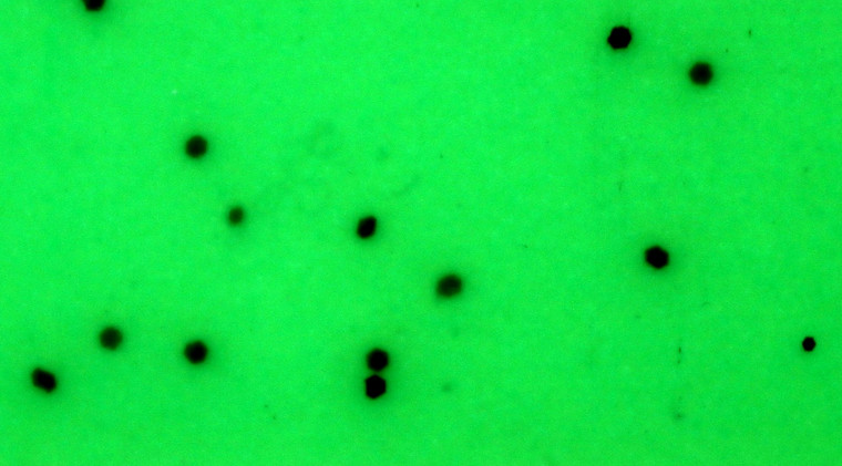 Skirts Plus BioFlex Standard Glitter Spinnerbait Skirts - Image 34