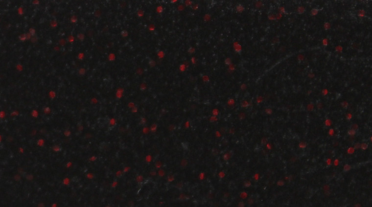 Skirts Plus BioFlex Standard Glitter Spinnerbait Skirts - Image 57