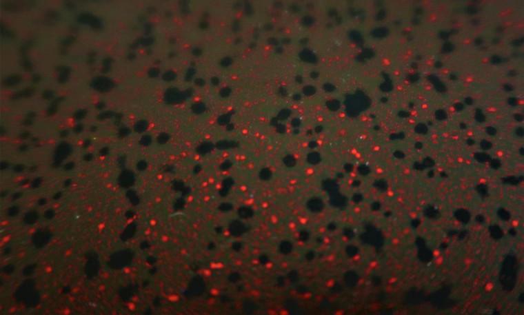 Skirts Plus BioFlex ZM Series Lure Skirts - Image 21
