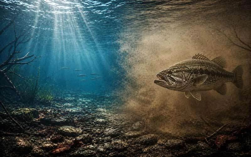 Bass moving between clear and muddy water conditions