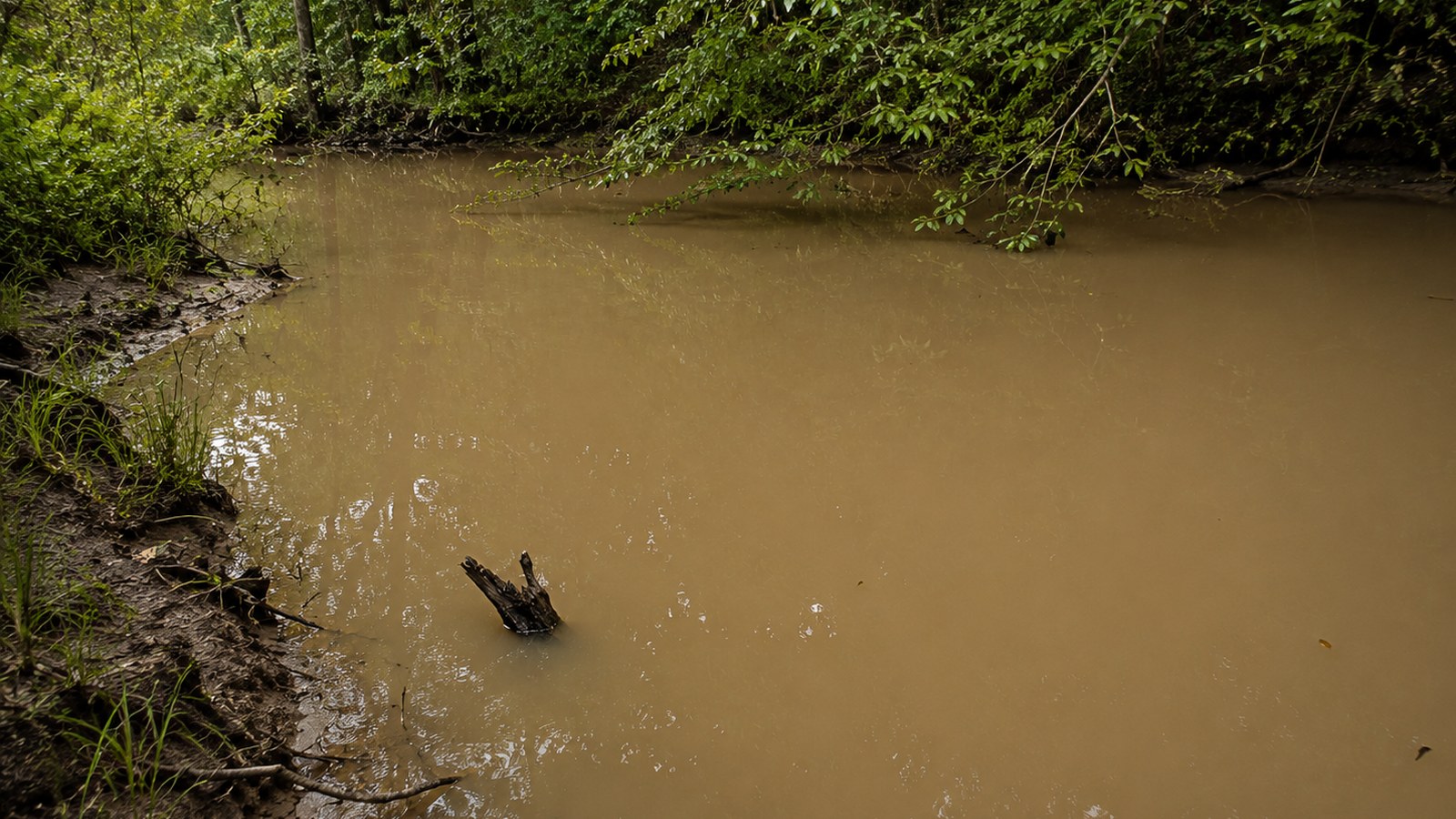 Muddy low-visibility creek water along a wooded shoreline