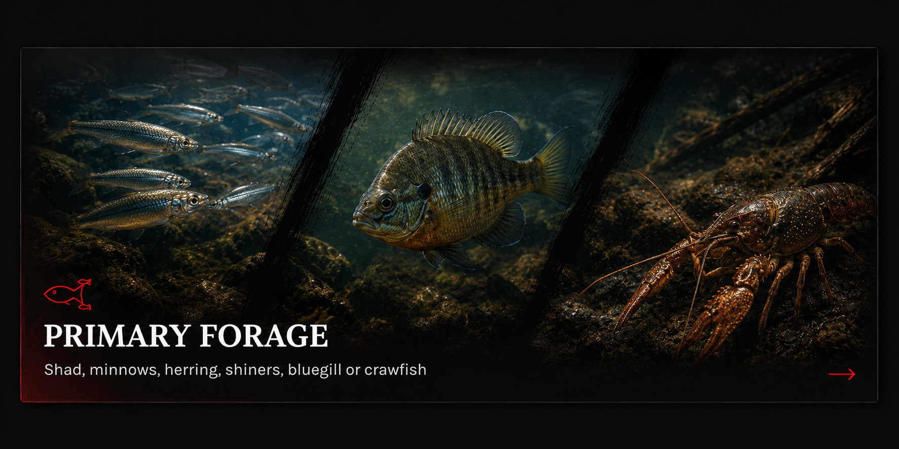 Shad, bluegill and crawfish forage examples