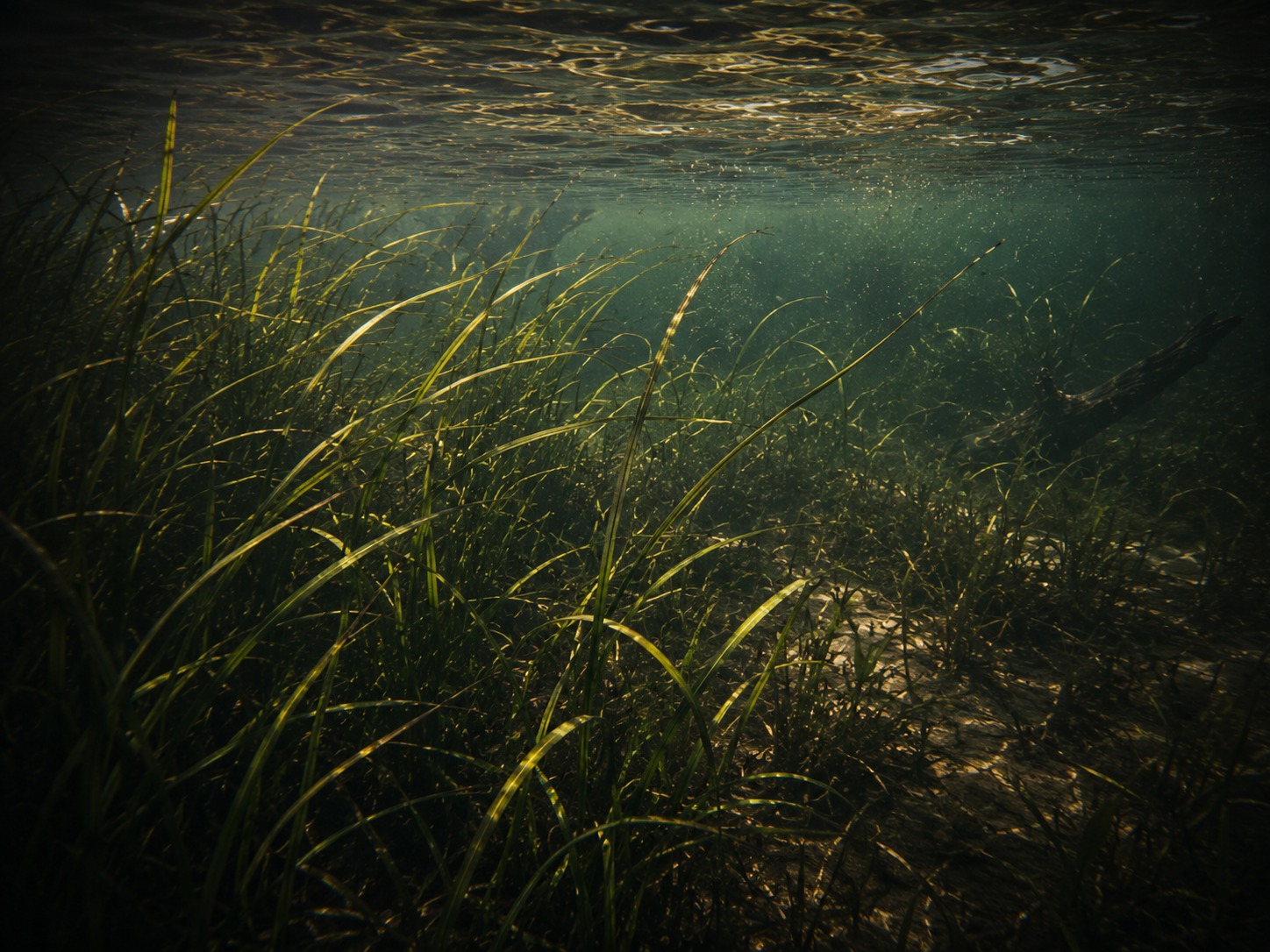 Submerged grass and vegetation bass cover