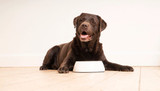 Dog Food for Allergies: Best Options and Hypoallergy Dog Food Diets