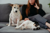 Stress in Dogs: Signs, Prevention and Relief Techniques