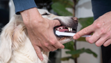The Ultimate Guide for Dog Teeth Cleaning