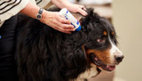 Understanding Dog Ear Infections