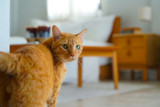 Cat Diarrhoea: What to Know and How to Treat It