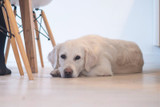 Dog Diarrhoea: Causes, Symptoms and Treatments