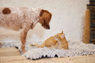 Cat Overgrooming and Spraying: Could Your Cat Be Stressed? 