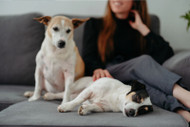 Stress in Dogs: Signs, Prevention and Relief Techniques