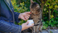 Cat Joint Care & Supplements: A Guide for Enhanced Mobility
