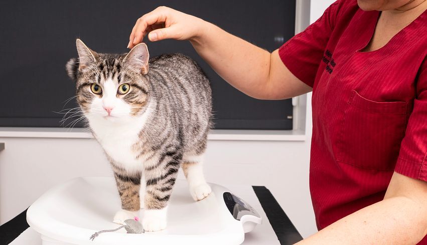 Happy cat being looked after by a vet