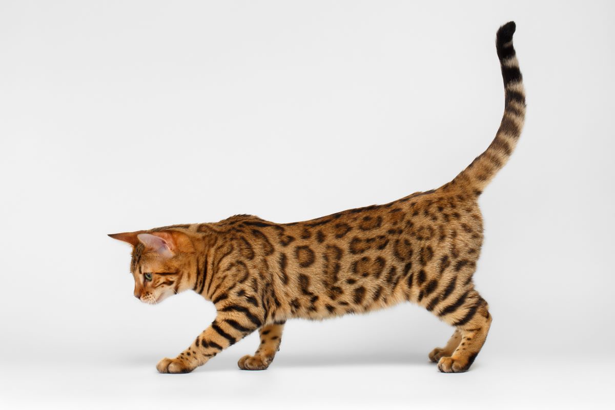 What do cats eat? Virbac UK  Store