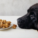 black dog with baked dog biscuits