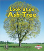 Look at an Ash Tree by Patricia M Stockland