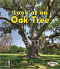 Look at an Oak Tree by Patricia M Stockland