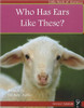 Who Has Ears Like These? by Michele Ashley