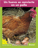 un Huevo se Convierte en un Pollo=An Egg Becomes a Chicken by Jenna Lee Gleisner