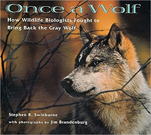 Once a Wolf: How Wildlife Biologists Fought to Bring Back the Gray Wolf pb by Stephen R Swinburne