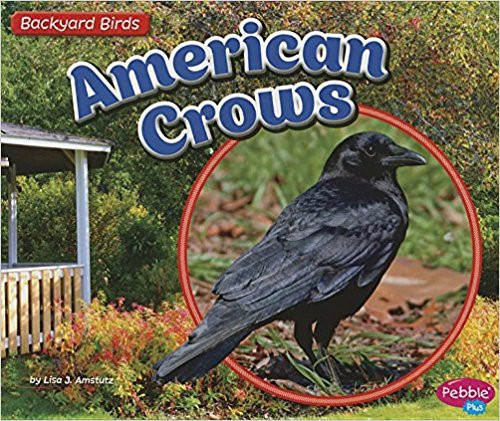 American Crows by Lisa J Amstutz