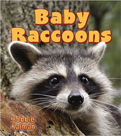 Baby Raccoons (Paperback) by Bobbie Kalman