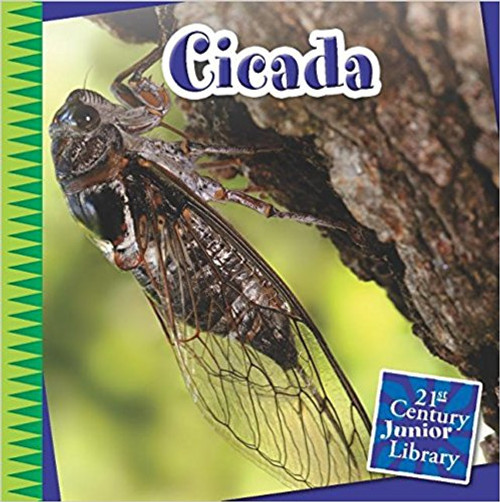 Cicada by Michael Shoulders
