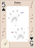 Animal Tracks of the Northeast Playing Cards