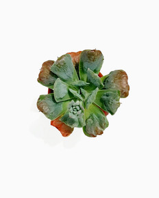 Echeveria 'Baron Bold' (DW)