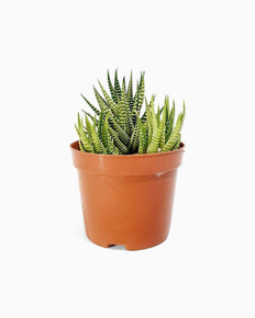 Haworthia Fasciata - Orange Pot