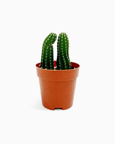 Echinopsis Huascha Couple In Large Pot