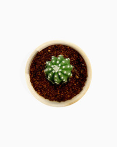 Echinopsis Huascha