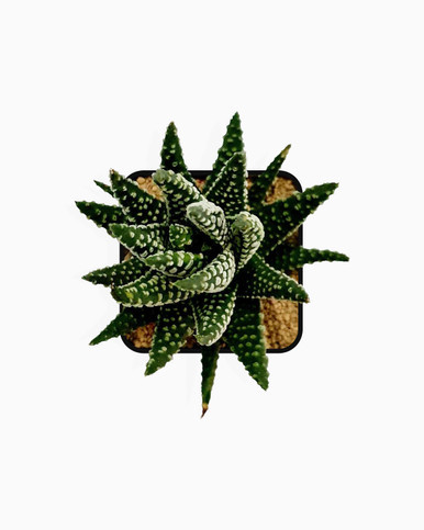 Haworthia Coarctata F. Baccata - Small