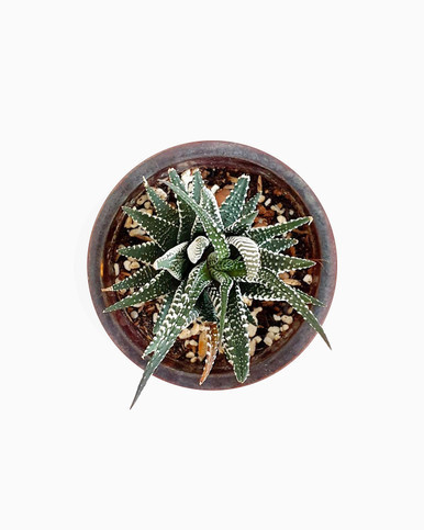 Haworthia attenuata 'Super White'