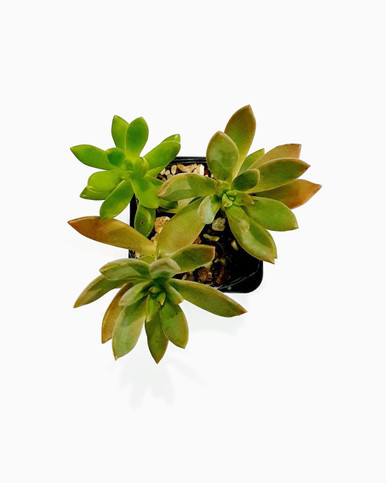 Graptosedum species - Small